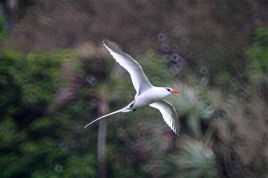 Image of Red-billed Tropicbird