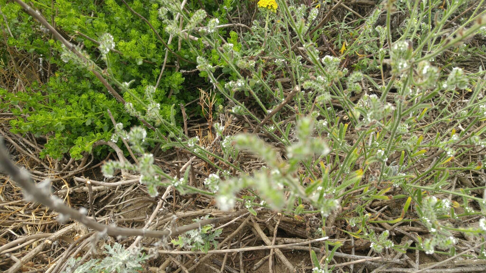 Слика од Cryptantha leiocarpa (Fisch. & C. A. Mey.) Greene