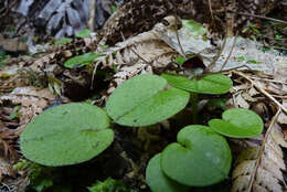 Image de Corybas iridescens Irwin & Molloy