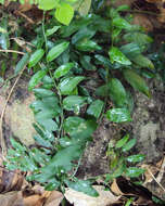 Image of Pothos scandens L.