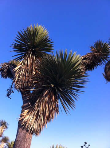 Image of Palma China yucca