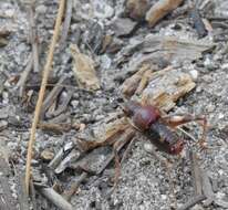 Imagem de Phymonotus jacintotopos Lightfoot, Weissman & Ueshima 2011