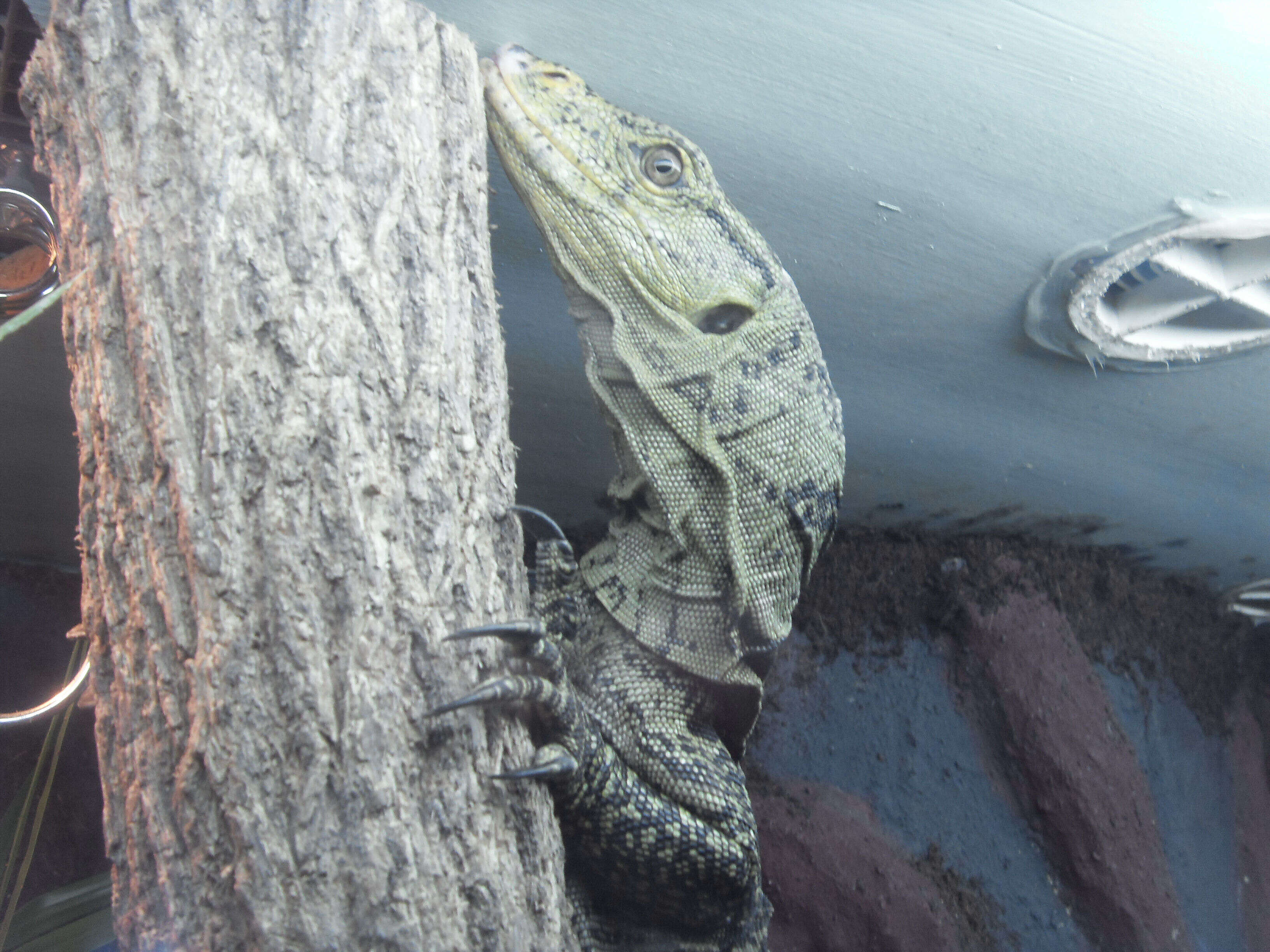 Image of Gray's Monitor Lizard