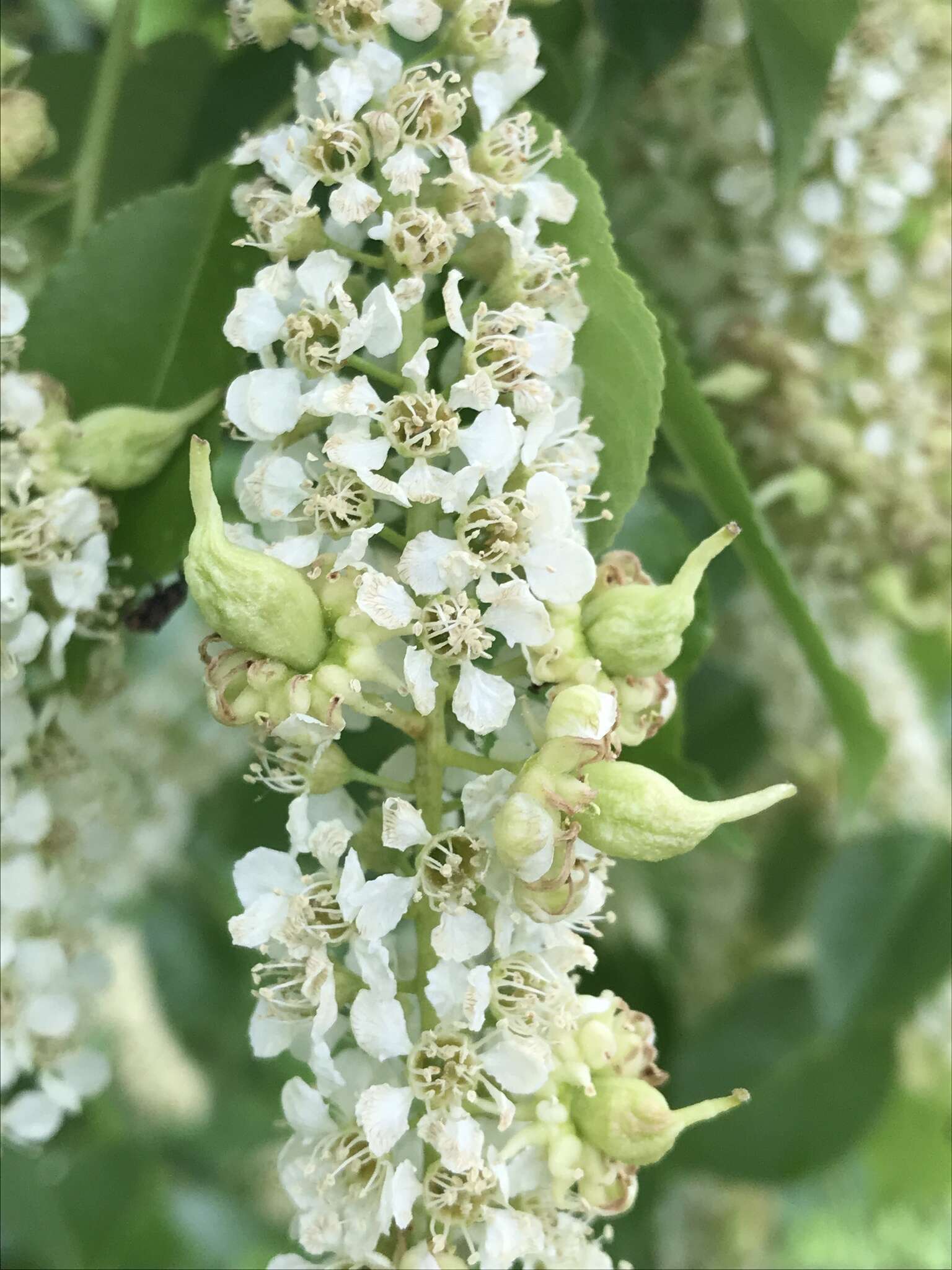 Plancia ëd Taphrina confusa (G. F. Atk.) Giesenh. 1895