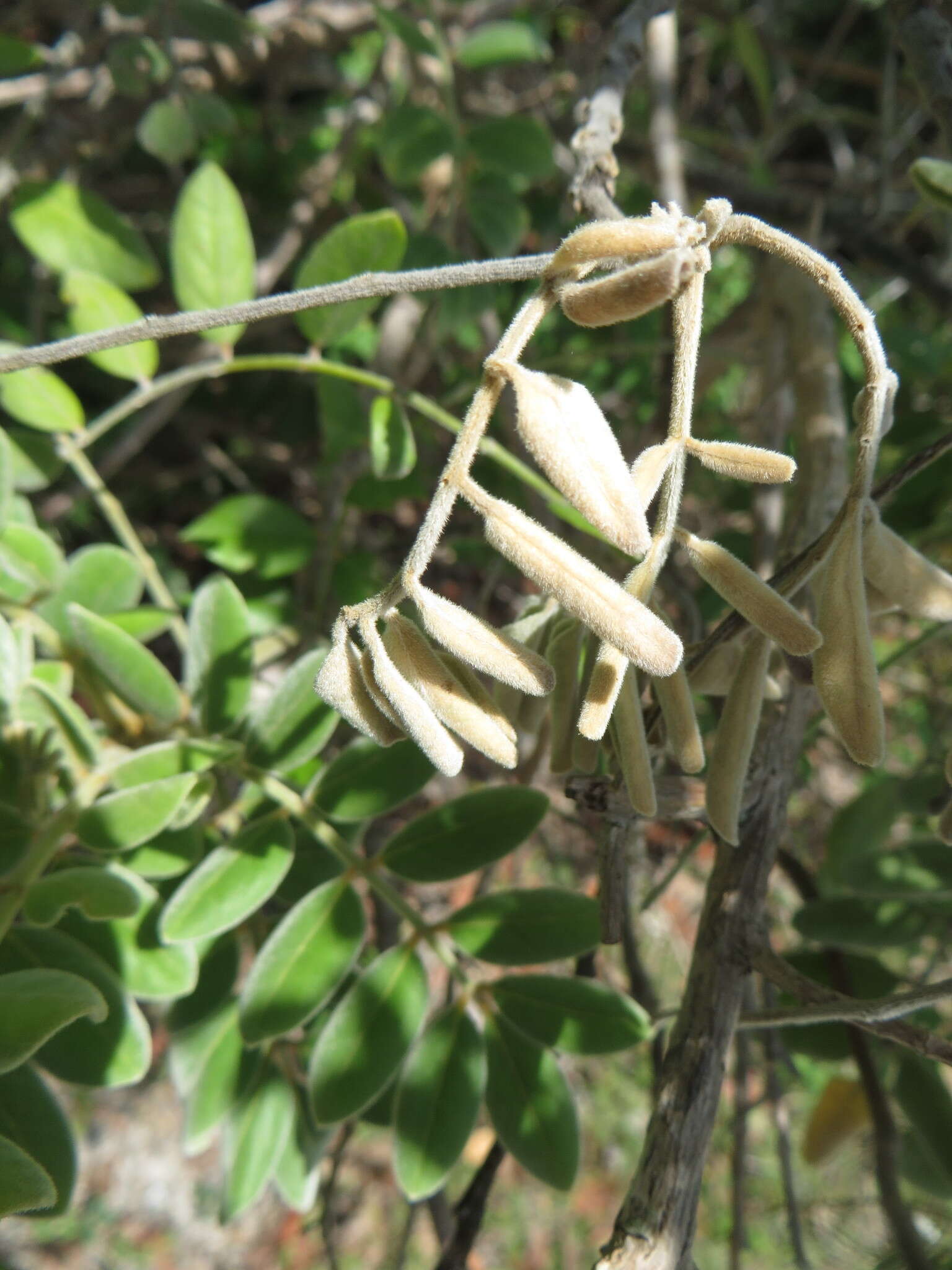 Слика од Sophora tomentosa subsp. occidentalis (L.) Brummitt