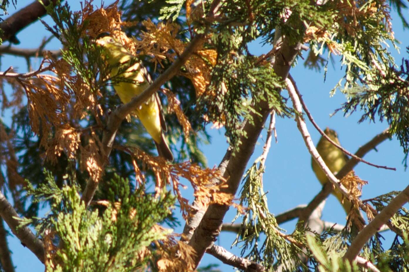 Image of Western Tanager