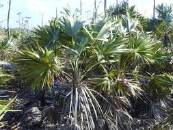 Leucothrinax resmi