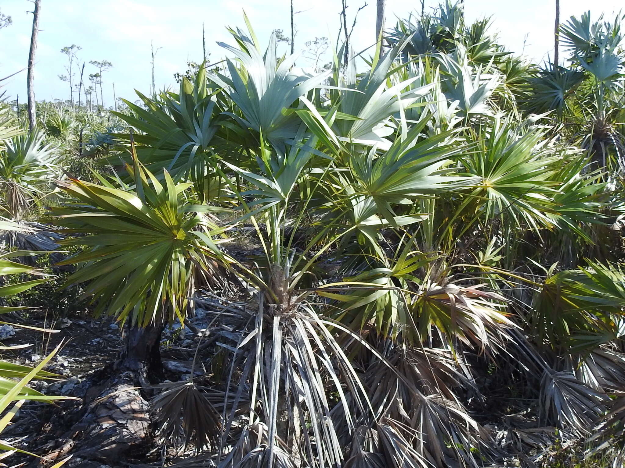 Image of white thatch palm