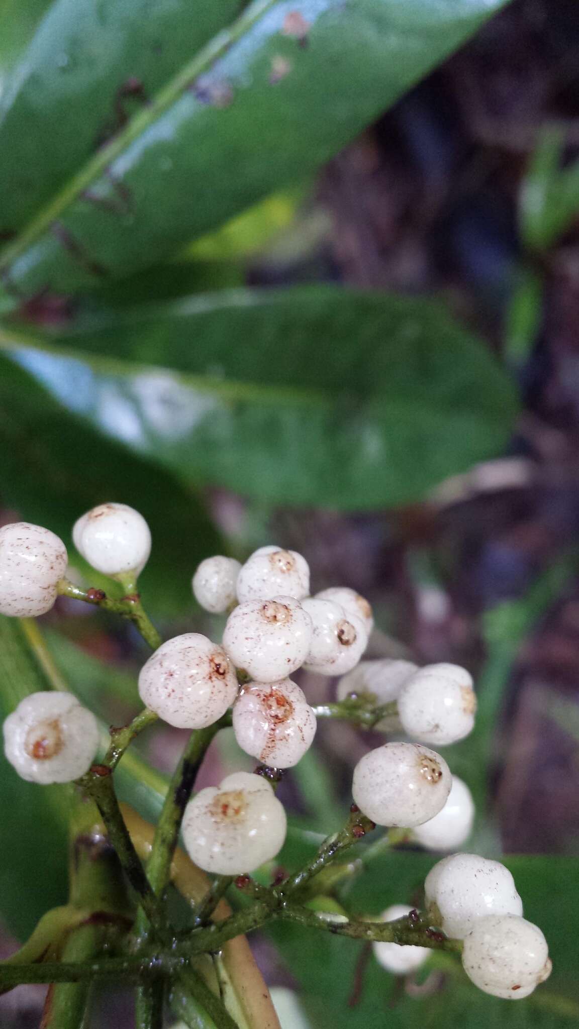 Image of Psychotria obtusifolia Lam. ex Poir.