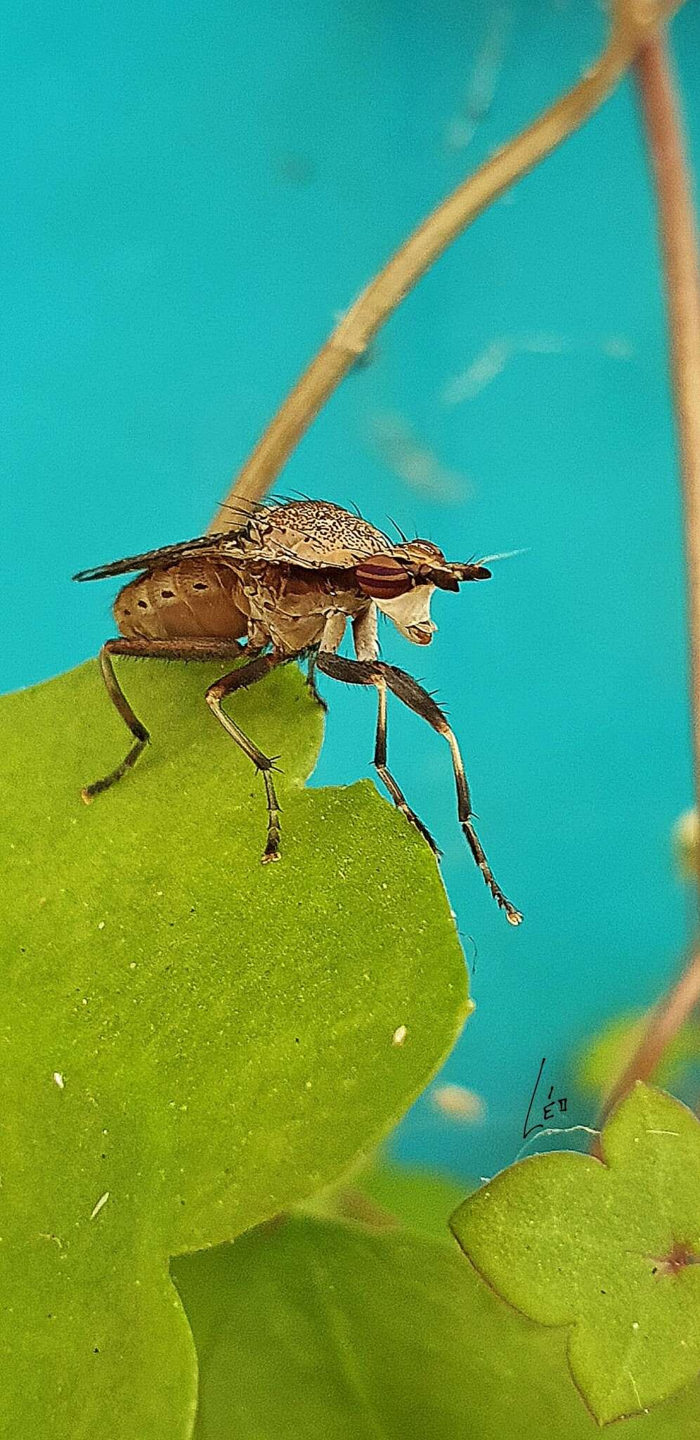 Image de Euthycera cribrata (Rondani 1868)