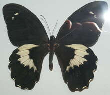 Image of Papilio gambrisius Cramer (1777)