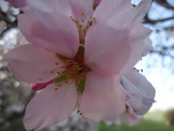 Image of flowering almond