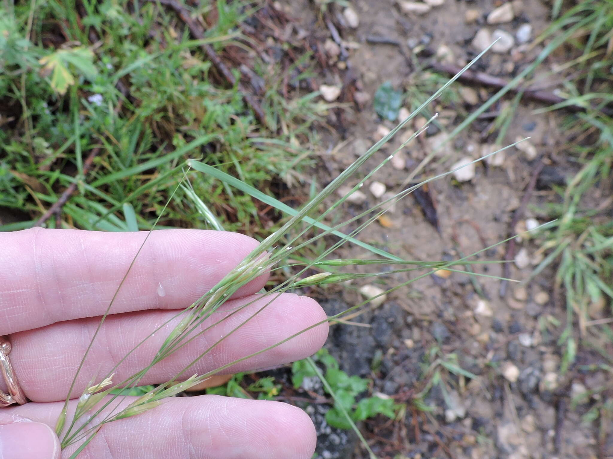 Image of Texas wintergrass