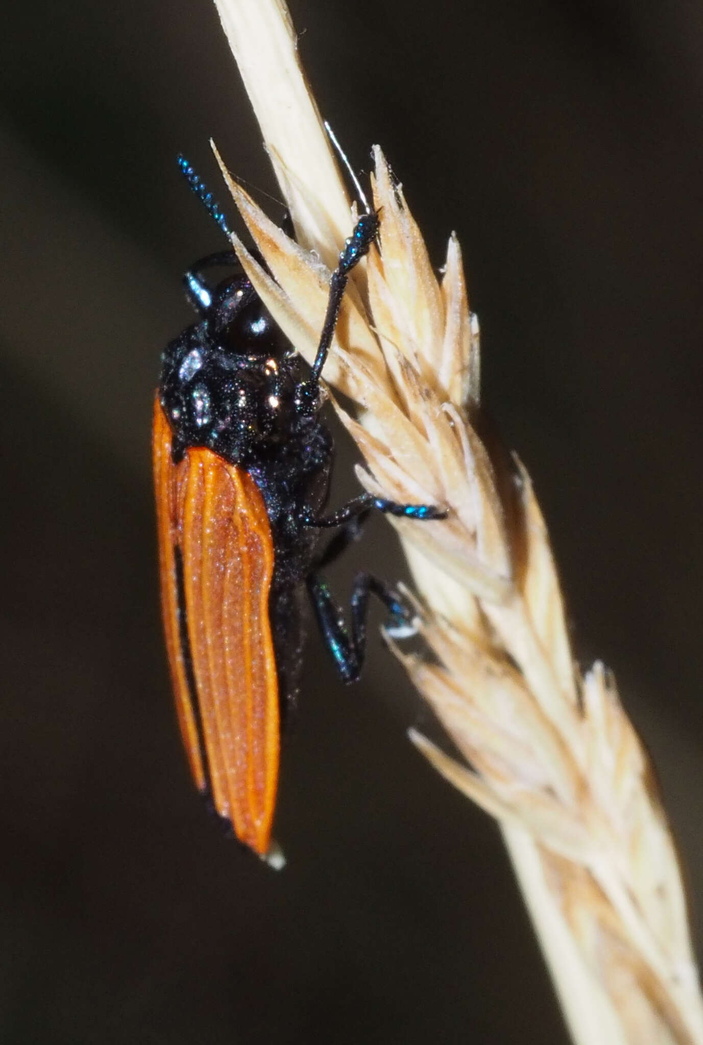 Image of Castiarina nasata (Saunders 1869)