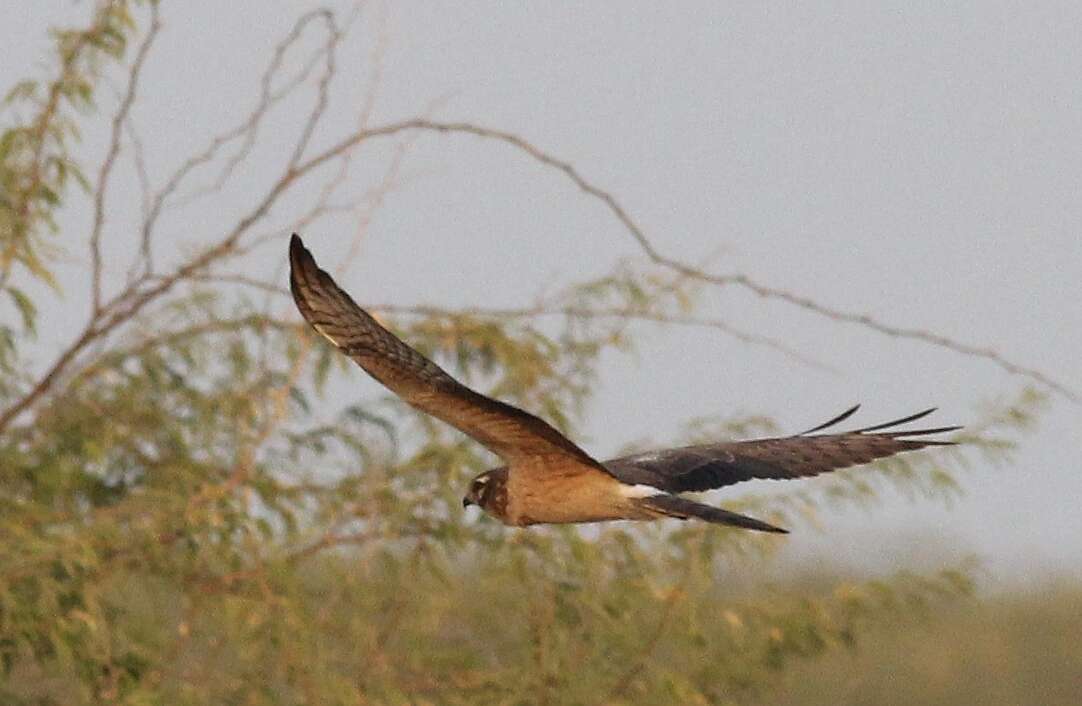 Imagem de Tartaranhão-caçador