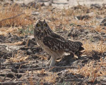 Image de Hibou des marais