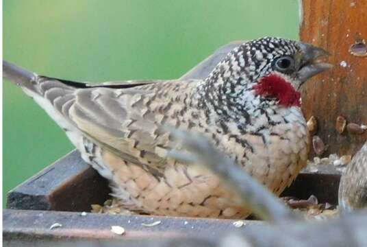 Image of Cut-throat Finch