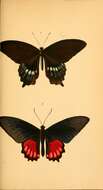 Imagem de Parides orellana (Hewitson 1852)