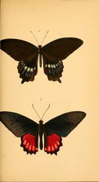 Image of Parides orellana (Hewitson 1852)