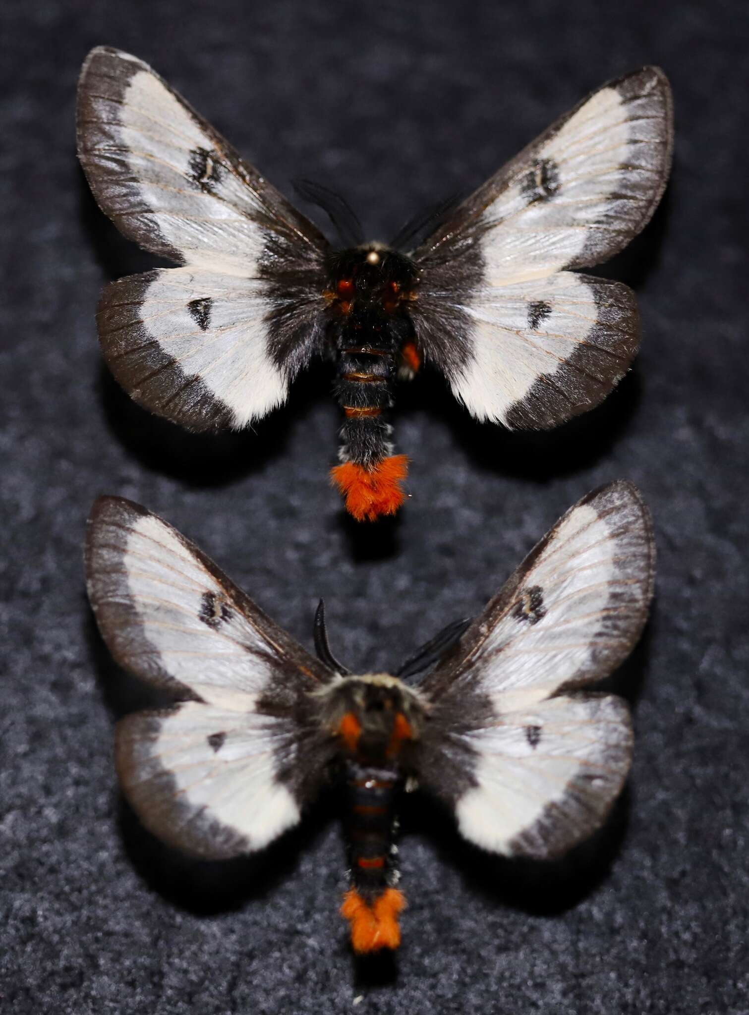 Image of Nevada Buckmoth