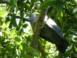 Image of African Olive Pigeon