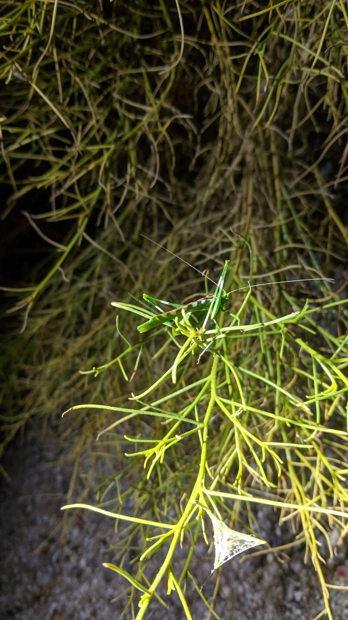 Image of Creosote Bush Katydid