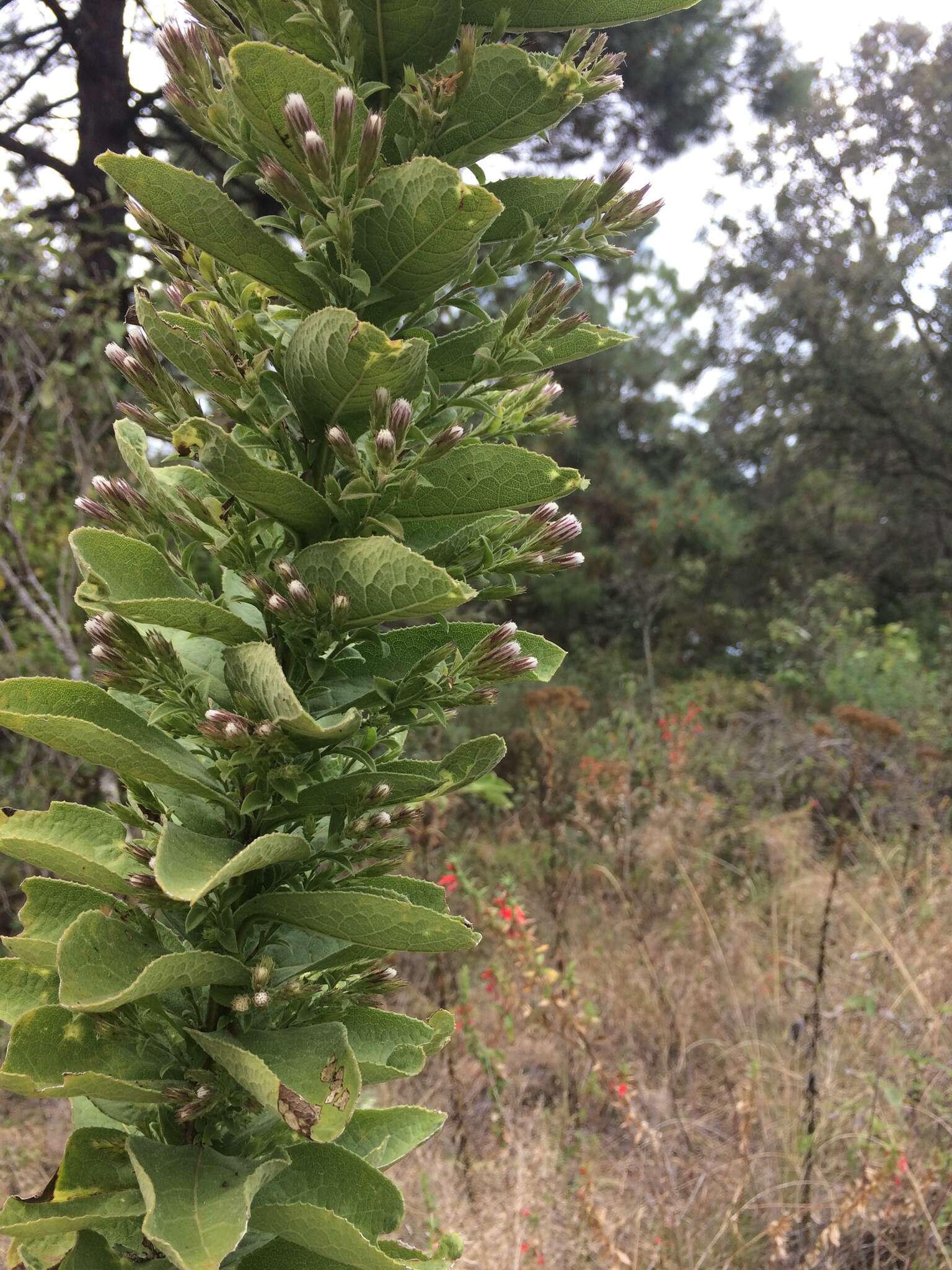 Image of Acourtia moschata (La Llave & Lex.) DC.