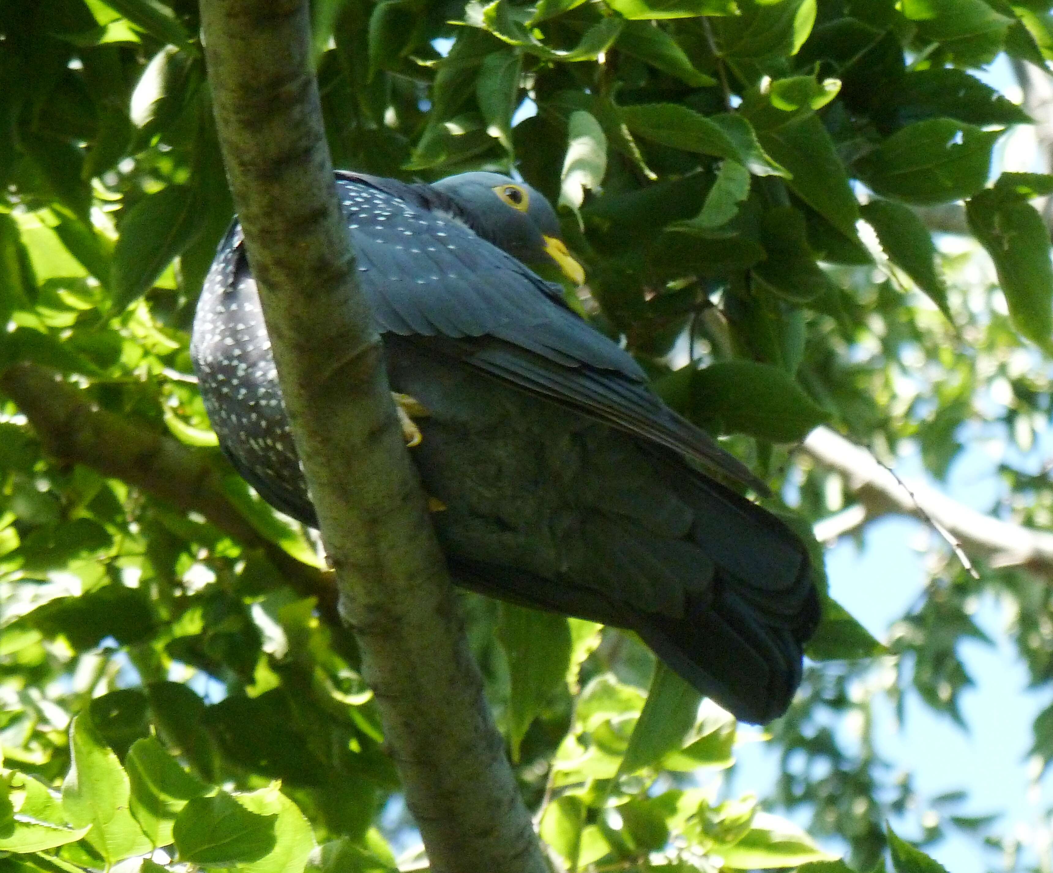 Image of African Olive Pigeon