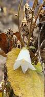 Image of Campanula alliariifolia Willd.