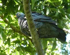 Image of African Olive Pigeon