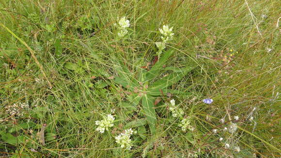 Image of Gentiana straminea Maxim.