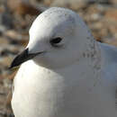 Image of Relict Gull