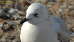 Image of Relict Gull