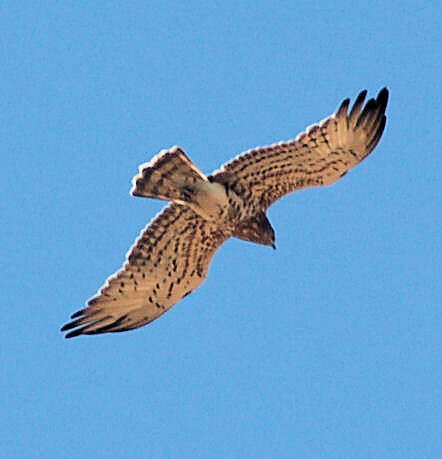 Image of Short-toed Eagle