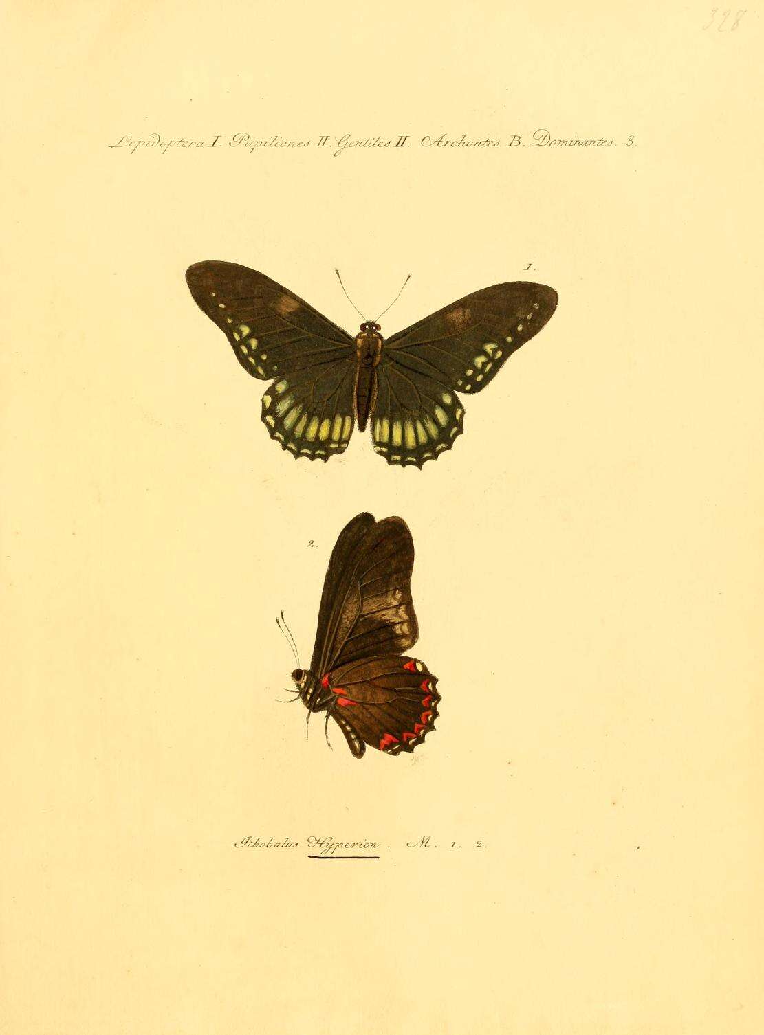 Image of Mimoides protodamas (Godart 1819)