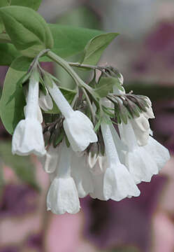 Mertensia virginica (L.) Pers. ex Link resmi