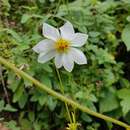 Image of Dahlia merckii Lehm.