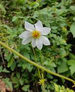 Image of Dahlia merckii Lehm.