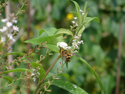 Image of Flower Crab Spiders