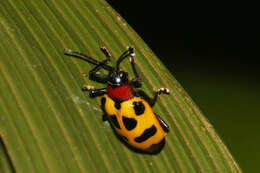 Image of Alurnus ornatus Baly 1869