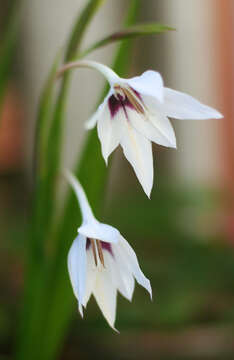 Plancia ëd Gladiolus murielae Kelway