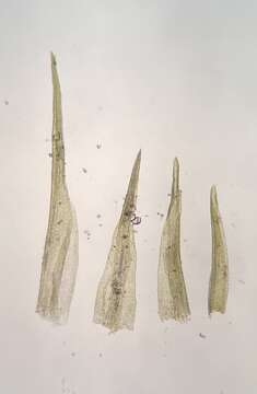 Image of ditrichum moss