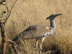 Image of Kori Bustard