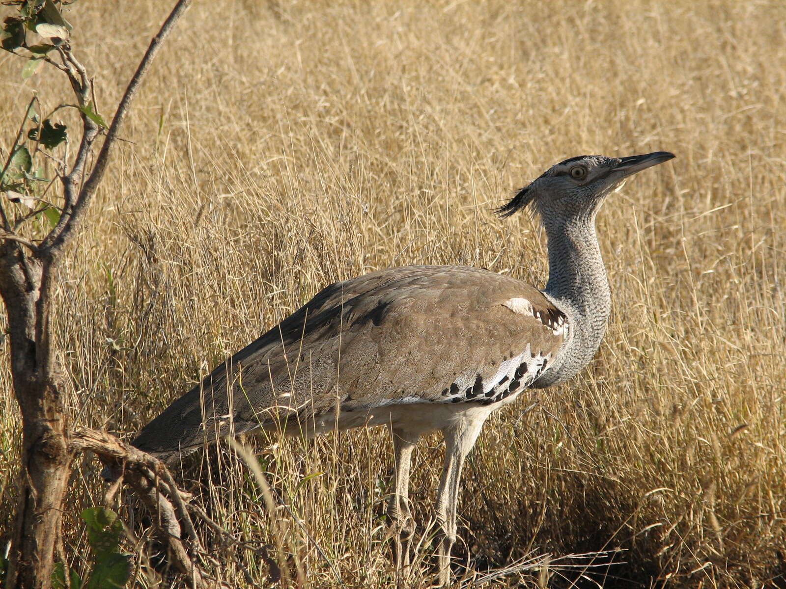 Image of Kori Bustard