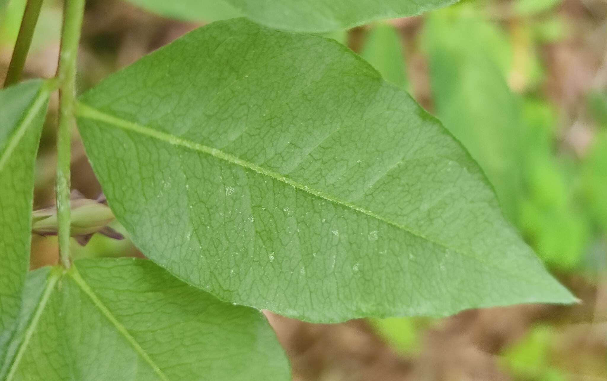 Imagem de Vicia venosa (Link) Maxim.