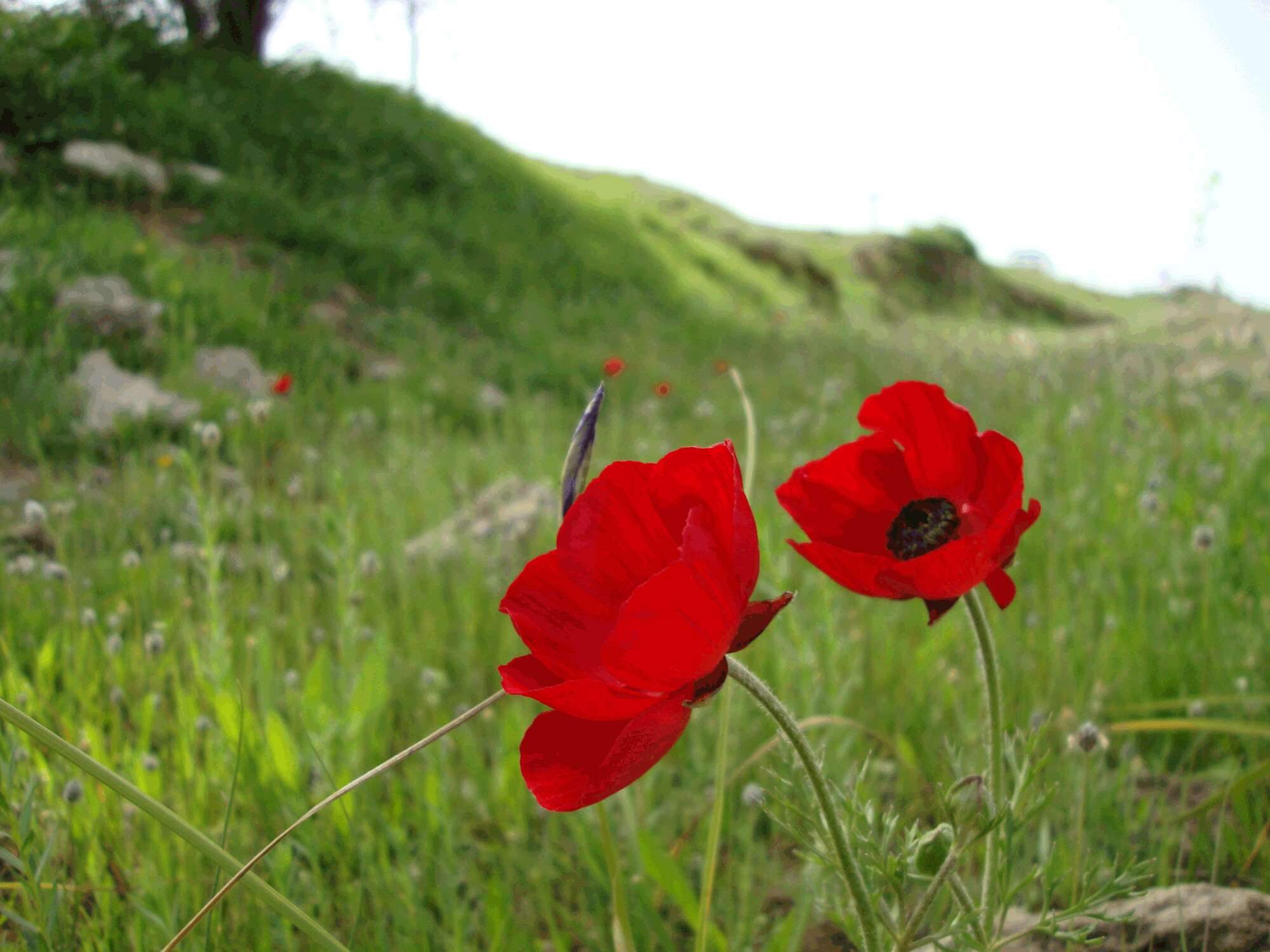 Image of corn poppy