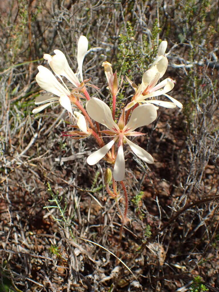 Image of Pelargonium carneum Jacq.