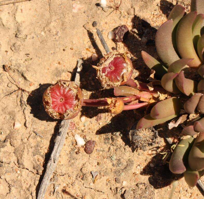 Image of Cephalophyllum subulatoides (Haw.) N. E. Br.