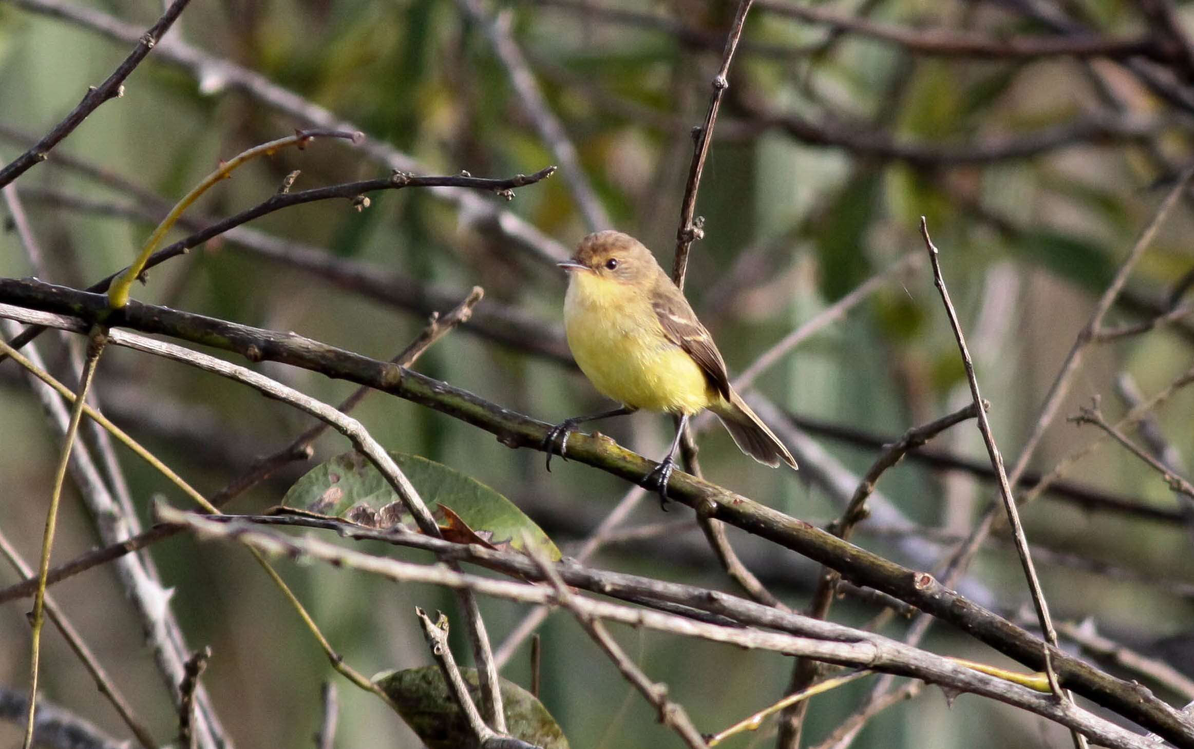 Image of Warbling Doradito