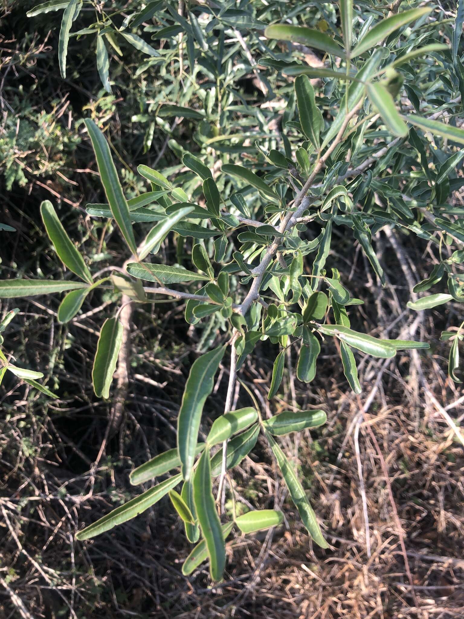 Image of Searsia gueinzii (Sond.) F. A. Barkley